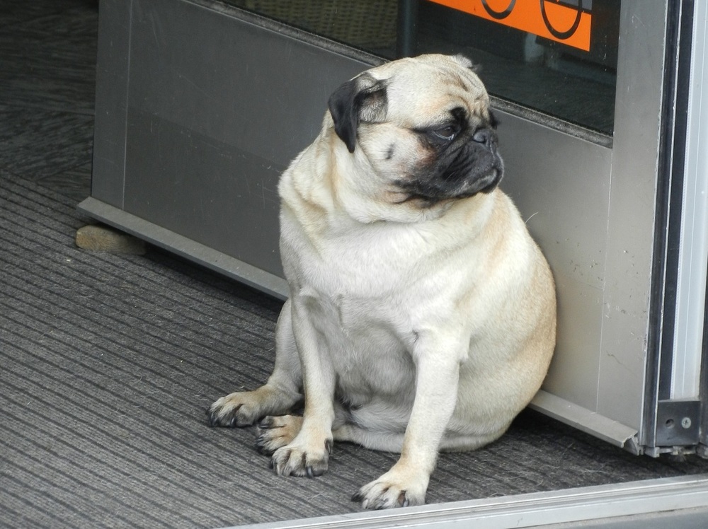 Comment Lutter Contre L ob sit Chez Les Chiens Et Les Chats Fera fr comment-lutter-contre-l-ob-sit-chez-les-chiens-et-les-chats-fera-fr